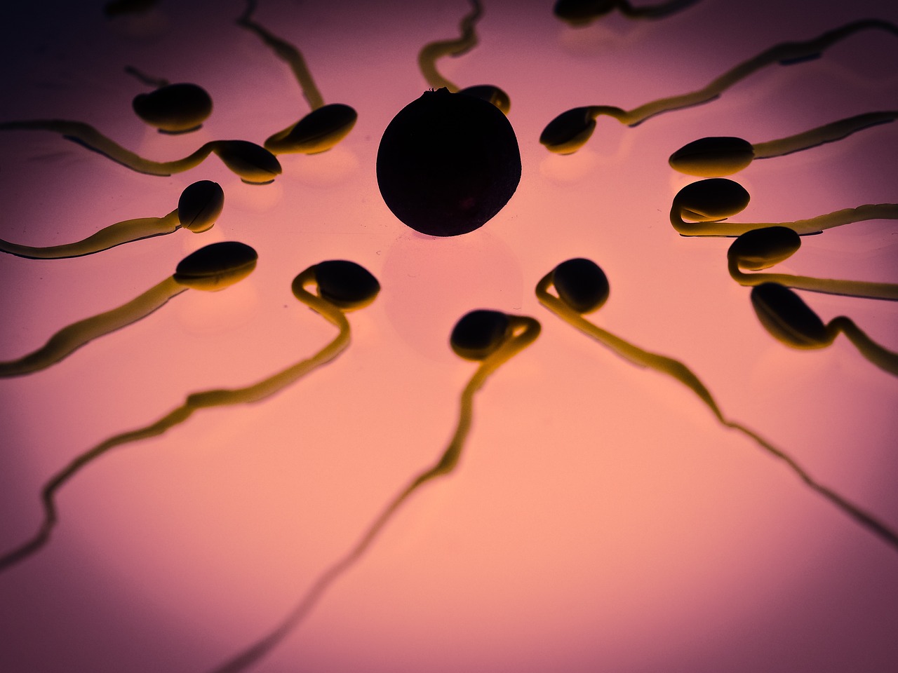 ¿Cuándo es más fértil el esperma de un hombre?