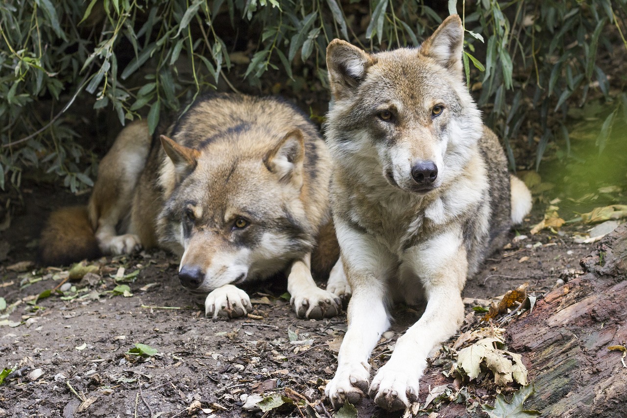 ¿Cuántos tipos de Canis hay?