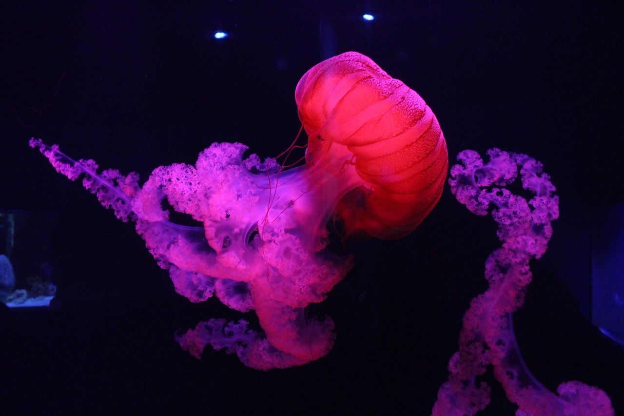 ¿Qué significa la balsa de la medusa?