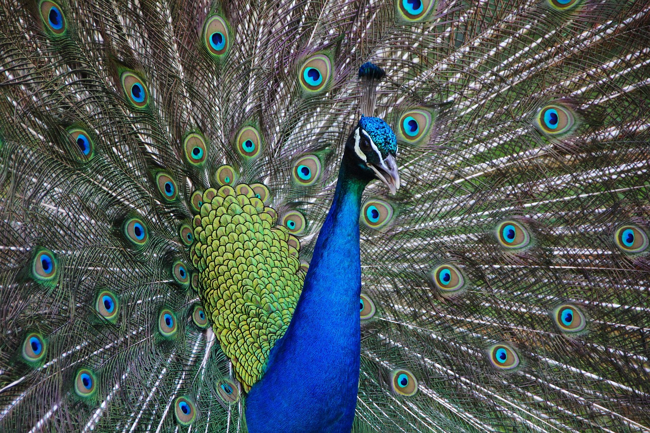 ¿Qué es un Peacock en español?