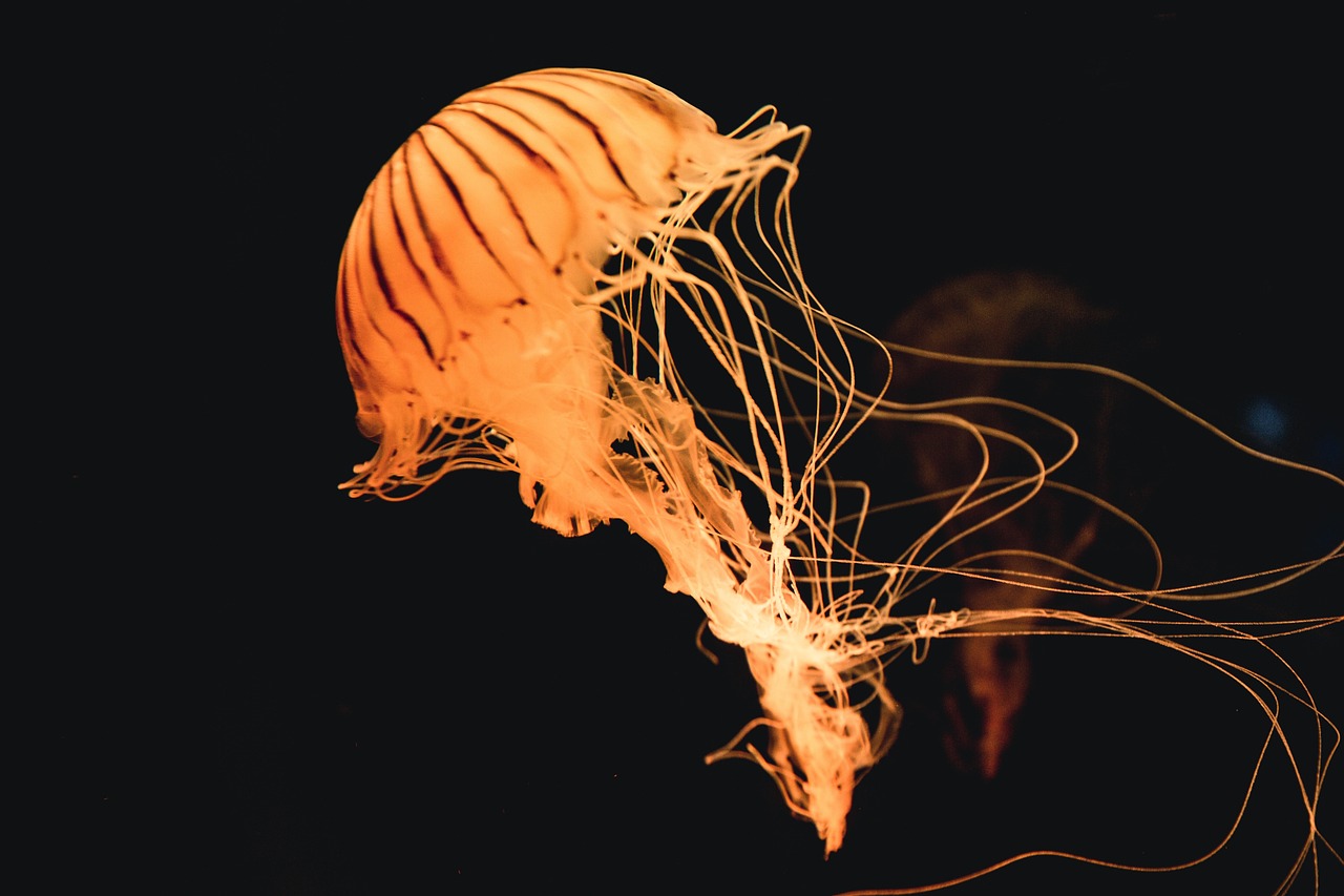 ¿Qué significa la obra de la balsa de la medusa?