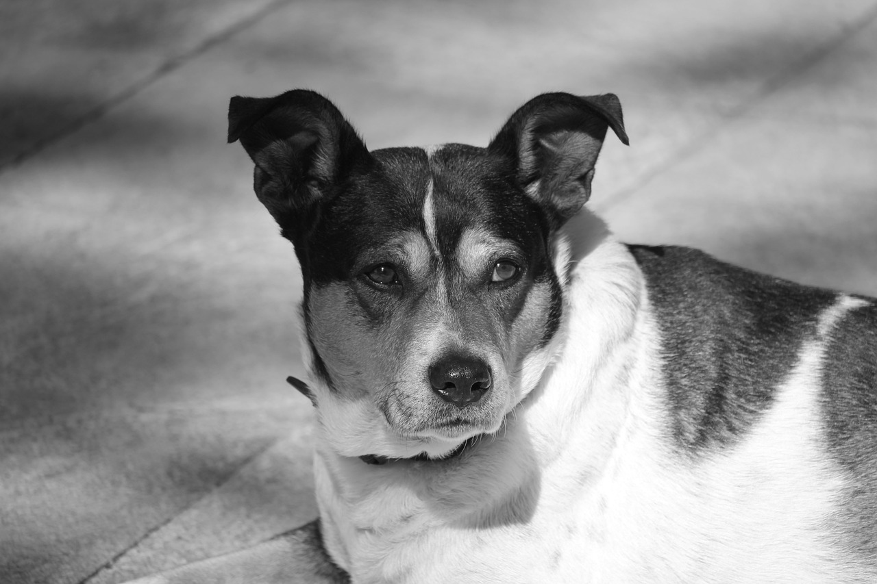 ¿Cómo se llama la película del perro abandonado en el aeropuerto?