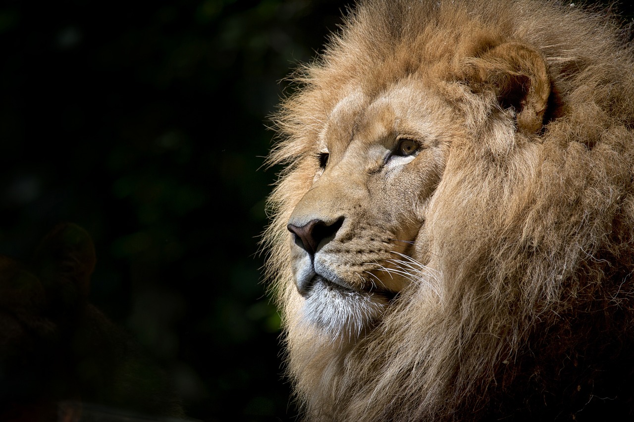 ¿Dónde ir a ver leones?