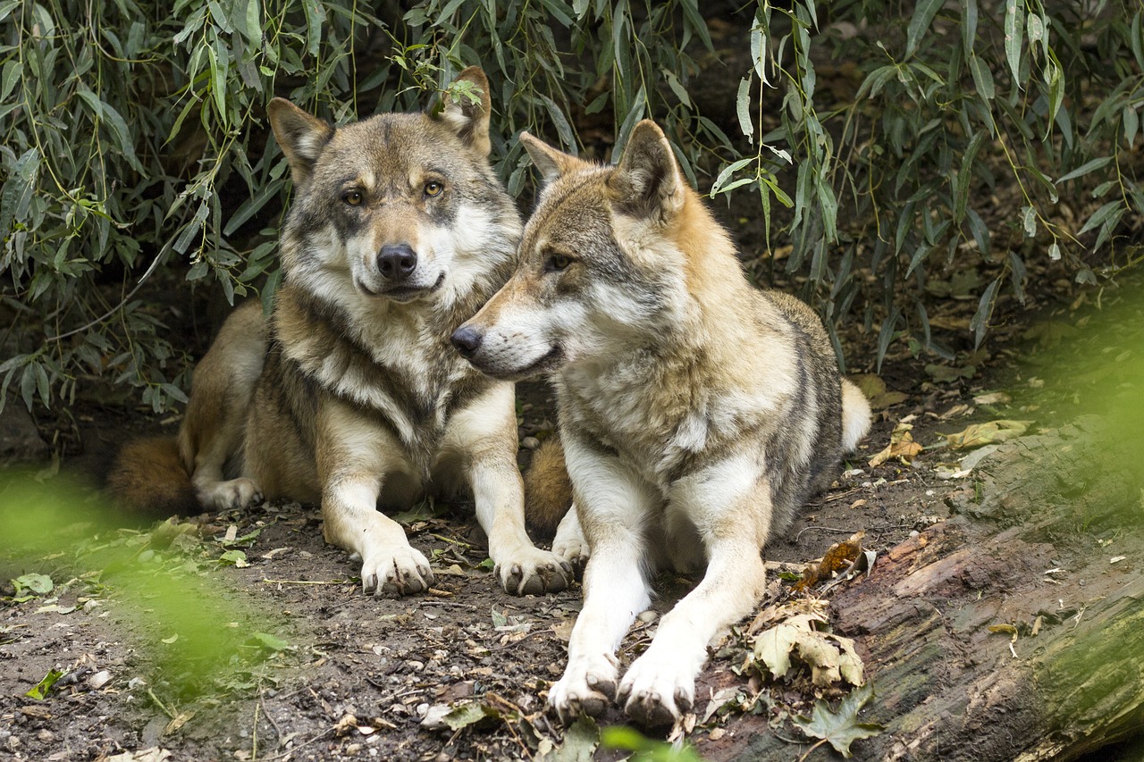 ¿Qué animales pertenecen al género Canis?