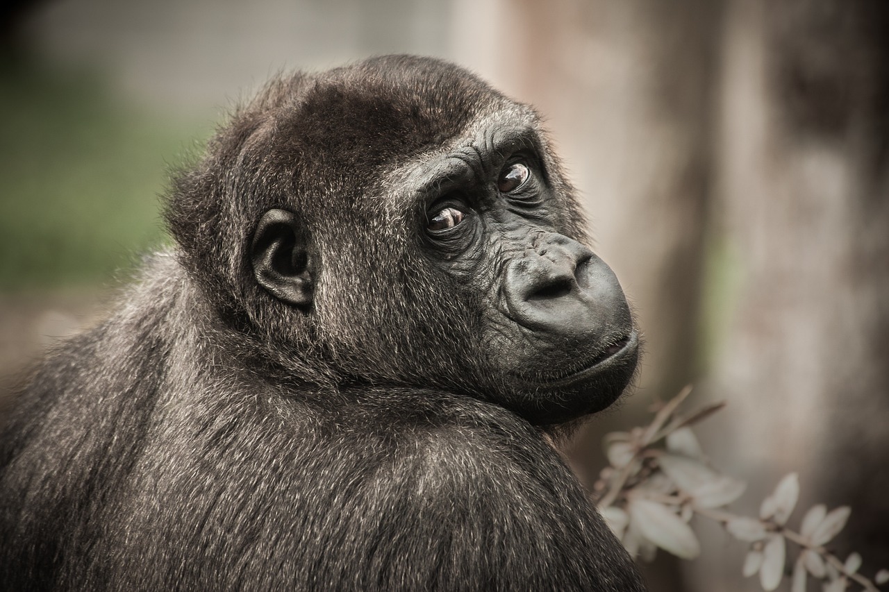 ¿Cuántos gorilas hay en el Congo?