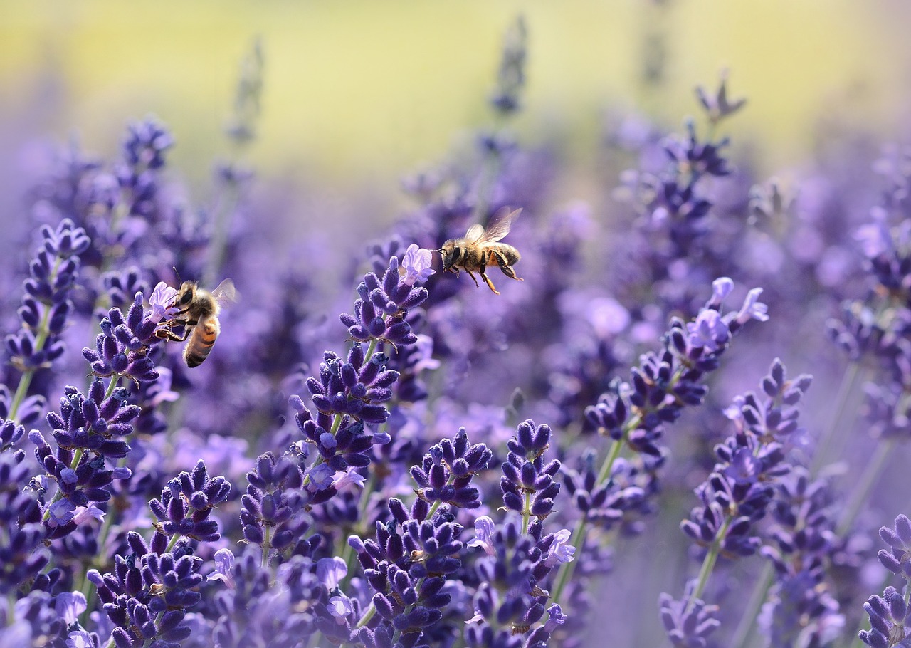 ¿Qué les pasa a las abejas documental?